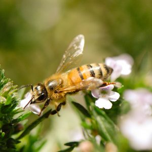 a single honeybee steps from one rosemary bloom to another