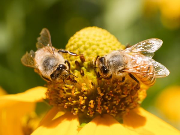two honeybees pollinate bright yellow helianthus flower