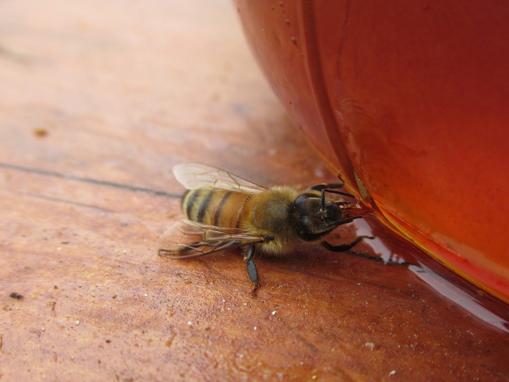 Feeding Your Bees Recording Spikenard Farm