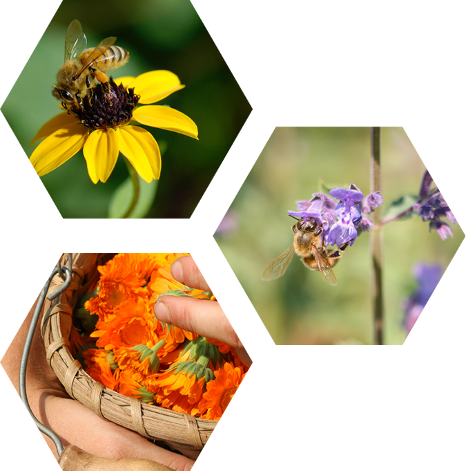 a trio of hexegons hold bright images of honeybees and garden plants