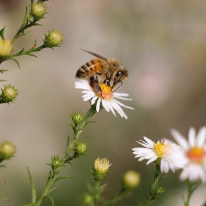 a single honeybee pollinates a tiny yellow and white aster