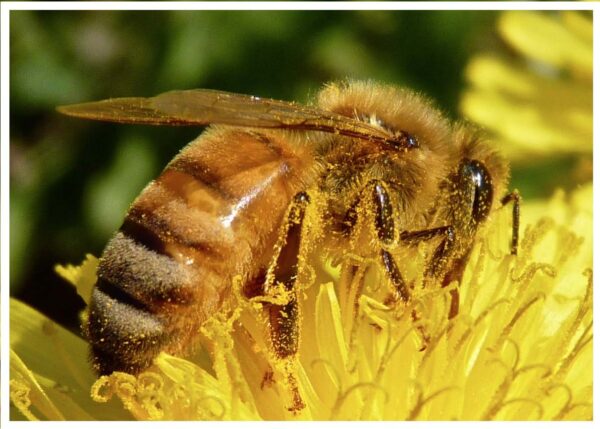 Honeybee on dandelion.