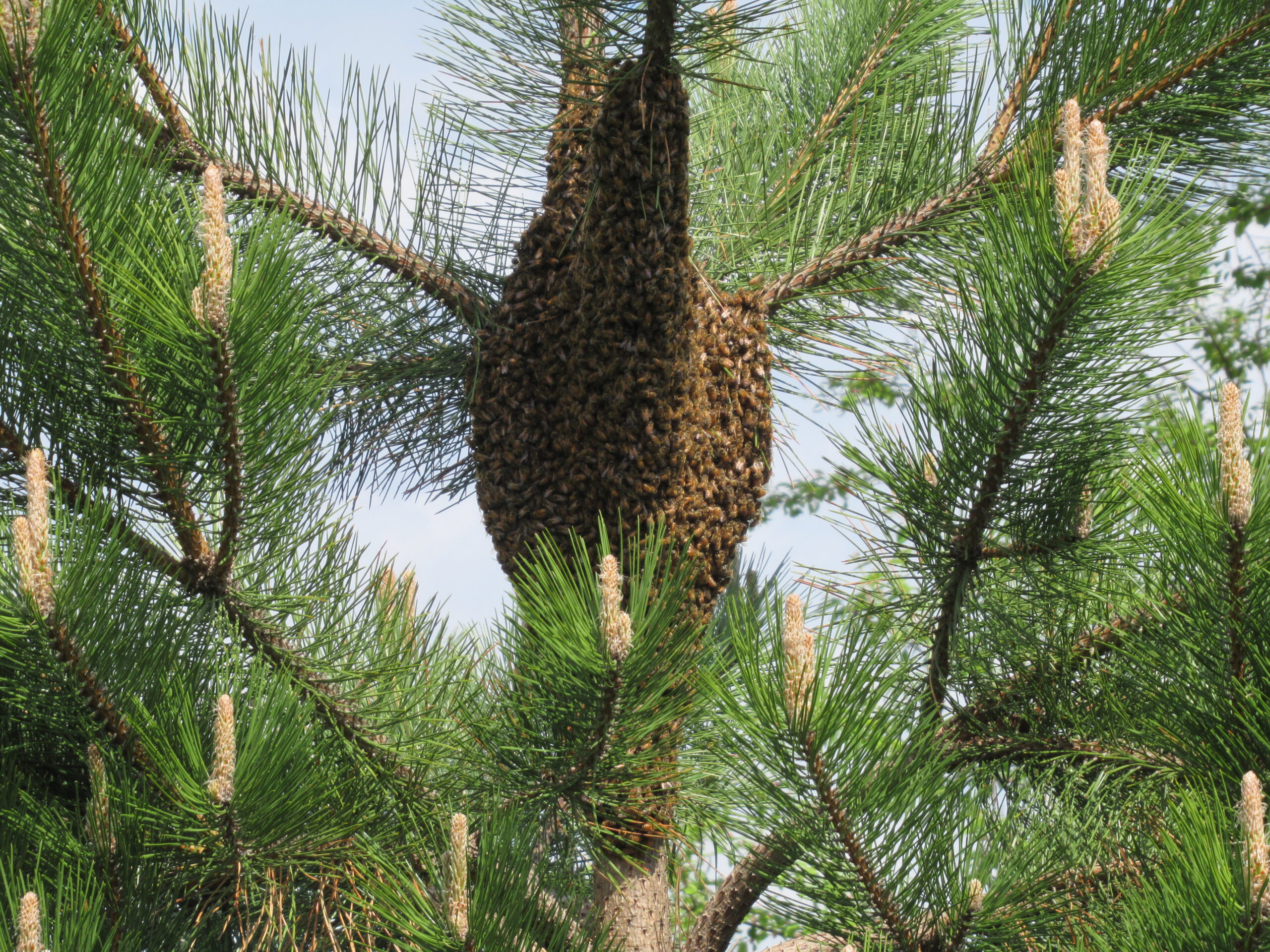 Swarm in a pine tree.