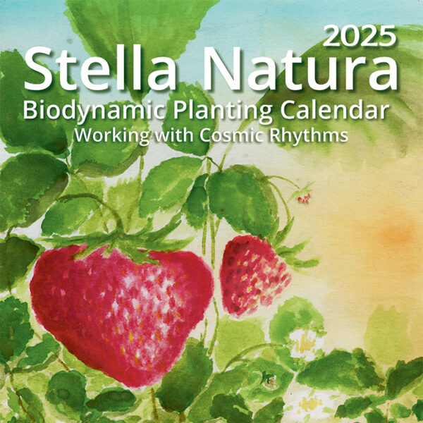 Partial view of Stella Natura Calendar for 2025. Image is a watercolor of strawberries and greenery.