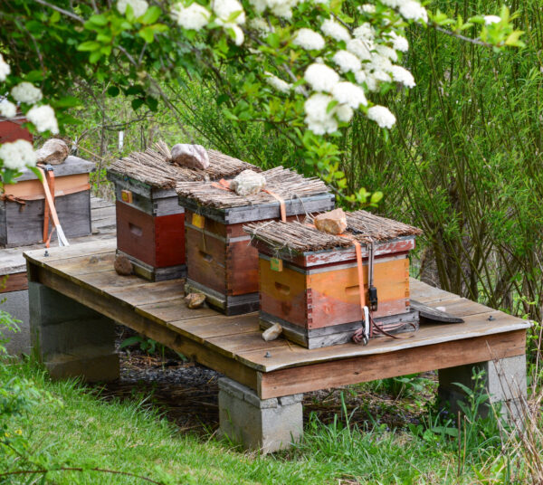 Three Langstroth beehives on a raised bench.