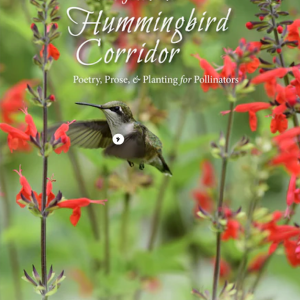 Notes from the Hummingbird Corridor